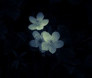 Preview wallpaper flowers, white, macro, dark