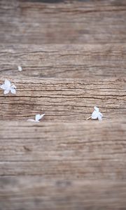Preview wallpaper flowers, white, macro, wood, texture