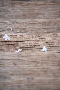 Preview wallpaper flowers, white, macro, wood, texture