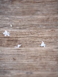 Preview wallpaper flowers, white, macro, wood, texture