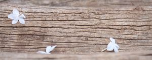 Preview wallpaper flowers, white, macro, wood, texture