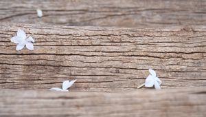 Preview wallpaper flowers, white, macro, wood, texture