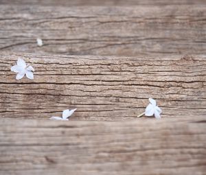 Preview wallpaper flowers, white, macro, wood, texture