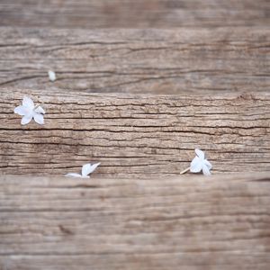 Preview wallpaper flowers, white, macro, wood, texture