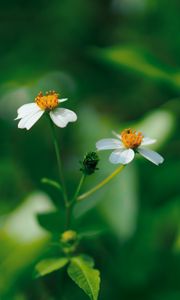 Preview wallpaper flowers, white, macro, plant, bloom