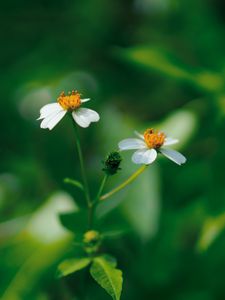 Preview wallpaper flowers, white, macro, plant, bloom