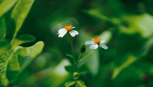 Preview wallpaper flowers, white, macro, plant, bloom