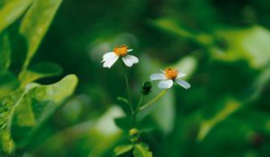 Preview wallpaper flowers, white, macro, plant, bloom