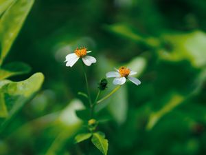 Preview wallpaper flowers, white, macro, plant, bloom