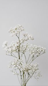 Preview wallpaper flowers, white, macro, minimalism