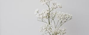 Preview wallpaper flowers, white, macro, minimalism
