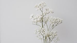 Preview wallpaper flowers, white, macro, minimalism
