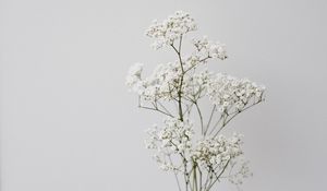 Preview wallpaper flowers, white, macro, minimalism