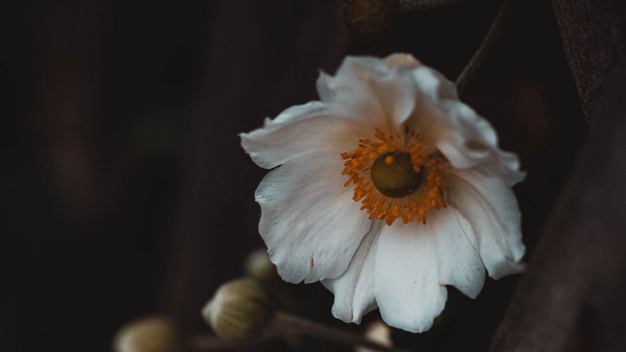 Wallpaper flowers, white, macro, plant