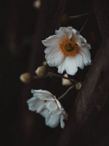 Preview wallpaper flowers, white, macro, plant