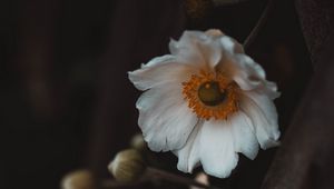 Preview wallpaper flowers, white, macro, plant