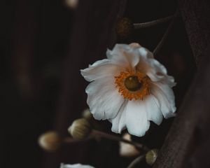 Preview wallpaper flowers, white, macro, plant