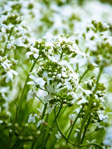 Preview wallpaper flowers, white, nature, plants