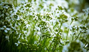 Preview wallpaper flowers, white, nature, plants