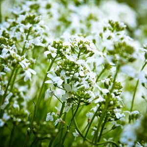 Preview wallpaper flowers, white, nature, plants