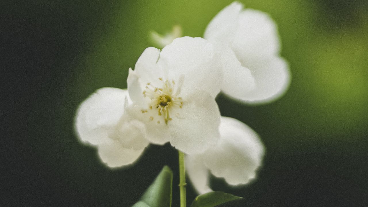 Wallpaper flowers, white, petals, pollen