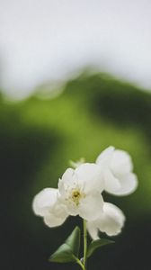 Preview wallpaper flowers, white, petals, pollen