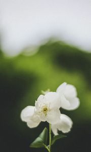 Preview wallpaper flowers, white, petals, pollen