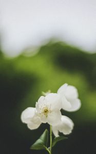 Preview wallpaper flowers, white, petals, pollen