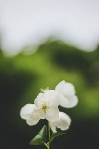 Preview wallpaper flowers, white, petals, pollen