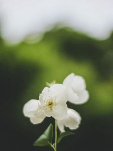 Preview wallpaper flowers, white, petals, pollen