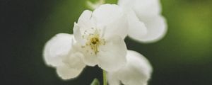 Preview wallpaper flowers, white, petals, pollen