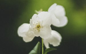 Preview wallpaper flowers, white, petals, pollen