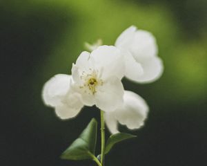 Preview wallpaper flowers, white, petals, pollen