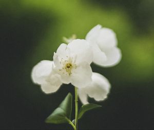 Preview wallpaper flowers, white, petals, pollen