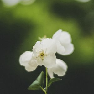 Preview wallpaper flowers, white, petals, pollen