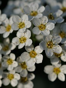 Preview wallpaper flowers, white, petals, macro