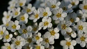 Preview wallpaper flowers, white, petals, macro