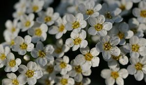 Preview wallpaper flowers, white, petals, macro