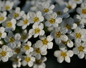 Preview wallpaper flowers, white, petals, macro