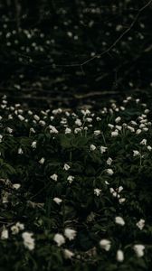 Preview wallpaper flowers, white, plant, glade, bloom