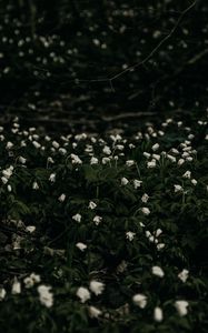 Preview wallpaper flowers, white, plant, glade, bloom