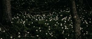 Preview wallpaper flowers, white, plant, glade, bloom