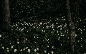 Preview wallpaper flowers, white, plant, glade, bloom
