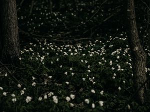 Preview wallpaper flowers, white, plant, glade, bloom