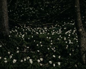 Preview wallpaper flowers, white, plant, glade, bloom