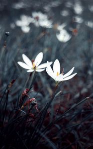 Preview wallpaper flowers, white, plants, bloom, grass