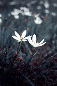 Preview wallpaper flowers, white, plants, bloom, grass