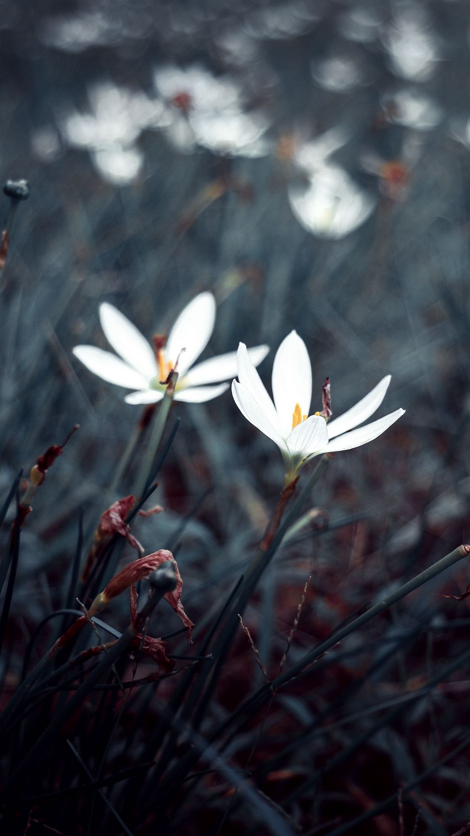 938x1668 Wallpaper flowers, white, plants, bloom, grass