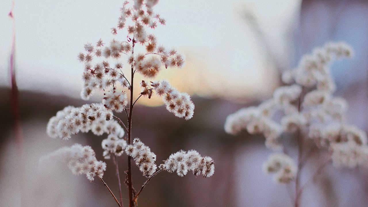 Wallpaper flowers, white, plants, macro