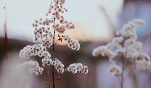 Preview wallpaper flowers, white, plants, macro